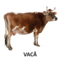 Animale domestice - Carti pliate - Editura DPH