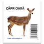 Animale salbatice - Carti pliate - Editura Dph