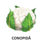 Legume - Carti pliate - Editura DPH