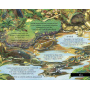 Pas cu pas prin padure - Carte - Editura DPH