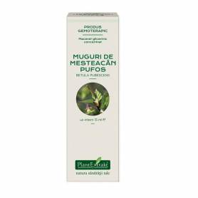 MESTEACAN PUFOS -  muguri - gemoderivat concentrat - 15ml - PlantExtrakt