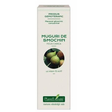 Smochin - muguri - gemoderivat concentrat - 15ml - PlantExtrakt