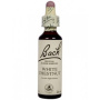White chestnut - Castan alb (Bach35) 20ml - Remediu Floral Bach