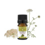 Ulei esential de Seminte de Morcov, 5ml - Mayam