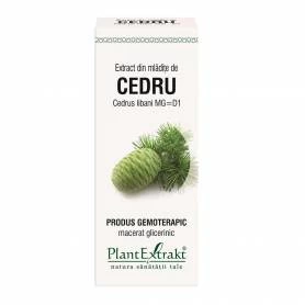 CEDRU - mladite - gemoderivat - 50ml - PlantExtrakt
