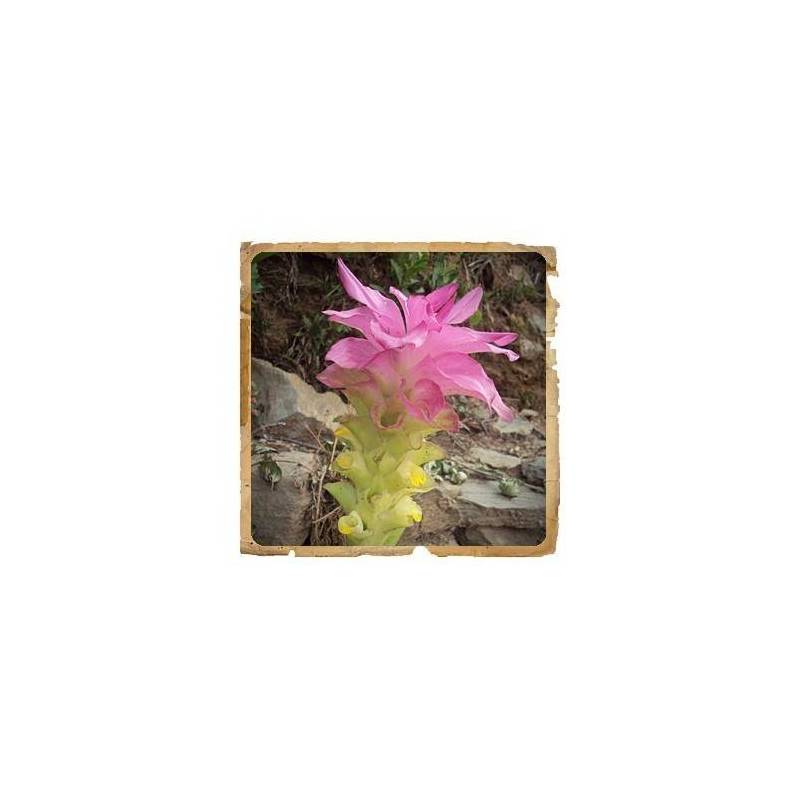 Curcuma Pudra Ayurvedica, 100g - Le Erbe di Janas