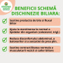 Schema dischinezie biliara tratament vezica biliara lenesa
