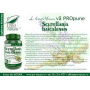 Scutellaria Baicalensis, amelioreaza stresul, 60 capsule, Medica - Pro Natura