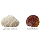 Organic Myco Zen Reishi si Lions Mane, 1000 mg, Pure Grade Extracts Powder, 60 g, MushroomsForLife
