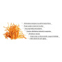 Organic Cordyceps Perform, 1000 mg, Full Spectrum Powder, 60 grame, MushroomsForLife
