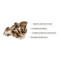 Organic Maitake, 1000 mg, Pure Grade Extract Powder, 60 grame, MushroomsForLife