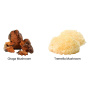 Organic Myco Beauty Chaga si Tremella, 1000 mg, Pure Grade Extracts Powder, 60 g, MushroomsForLife
