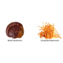 Organic Myco O2 Reishi si Cordyceps, 1000 mg, Pure Grade Extracts Powder, 60 g, MushroomsForLife