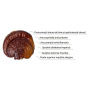 Organic Reishi Cacao Latte Pure Grade Extract, 1000 mg, 140 grame, 20 portii, MushroomsForLife