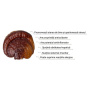 Organic Reishi Pure Grade Extract Powder, 1000 mg, 60 grame, MushroomsForLife