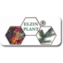 ELZIN PLANT - LAUR MED