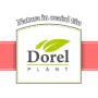 Dorel Plant