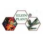 ELZIN PLANT